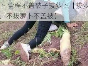 拔萝卜 全程不盖被子拔萝卜【拔萝卜全过程，不拔萝卜不盖被】