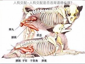 人狗交配—人狗交配是否违背道德伦理？