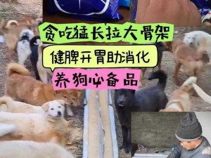 狗狗猛涨精肉狗大壮，一款促进肉狗生长的高科技饲料，市场占有率遥遥领先