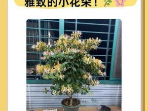 为什么双蛇难入金银花？金银花种植的难点在哪里？如何解决双蛇难入金银花的问题？