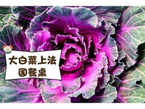 为什么法国会有粉色大白菜？粉色大白菜在法国是怎样种植的？粉色大白菜如何成为法国的特色农产品？