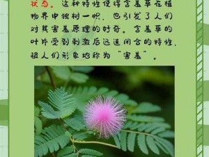 水蜜桃香蕉含羞草【水蜜桃香蕉含羞草，为什么它会害羞？】