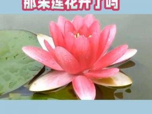 女性半夜莲花开放怎么办？教你几招有效的治疗方法