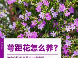 漂亮的桃子满天星为什么如此受欢迎？如何挑选和养护？