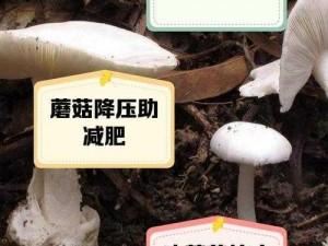 蘑菇吃瓜官网黑料爆料：为什么它能成为热点？如何获取最新爆料？怎样避免被黑料伤害？