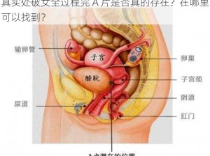 真实处破女全过程完 A 片是否真的存在？在哪里可以找到？