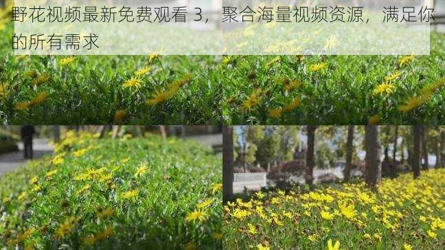 野花视频最新免费观看 3，聚合海量视频资源，满足你的所有需求