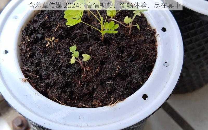 含羞草传媒 2024：高清视频，流畅体验，尽在其中