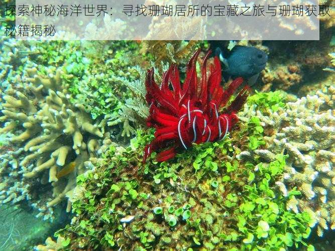 探索神秘海洋世界:寻找珊瑚居所的宝藏之旅与珊瑚获取秘籍揭秘