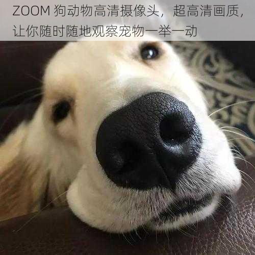 ZOOM 狗动物高清摄像头，超高清画质，让你随时随地观察宠物一举一动