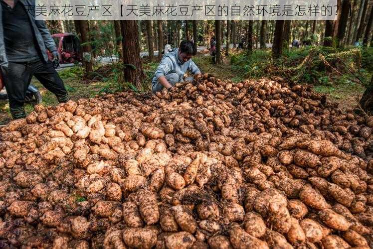 天美麻花豆产区【天美麻花豆产区的自然环境是怎样的？】