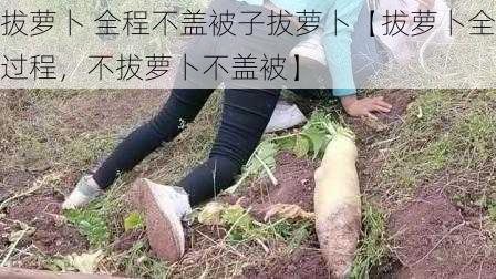 拔萝卜 全程不盖被子拔萝卜【拔萝卜全过程，不拔萝卜不盖被】