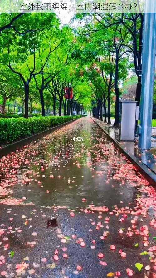 室外秋雨绵绵，室内潮湿怎么办？