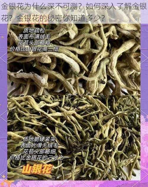 金银花为什么深不可测？如何深入了解金银花？金银花的秘密你知道多少？