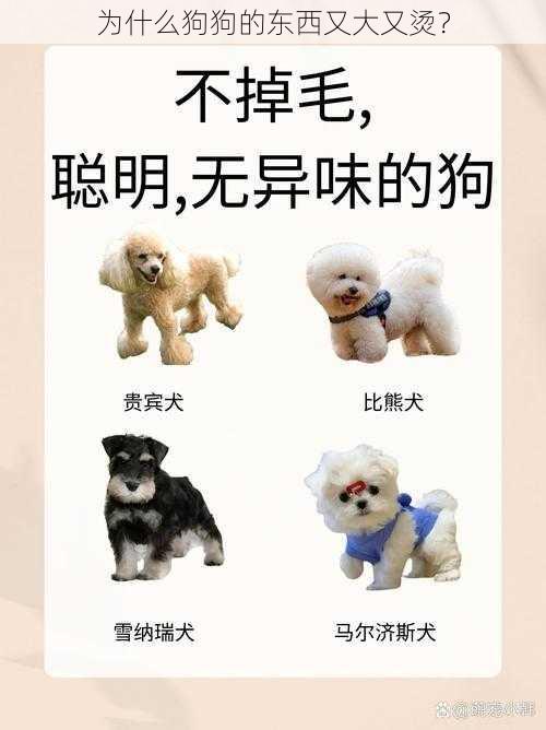 为什么狗狗的东西又大又烫？