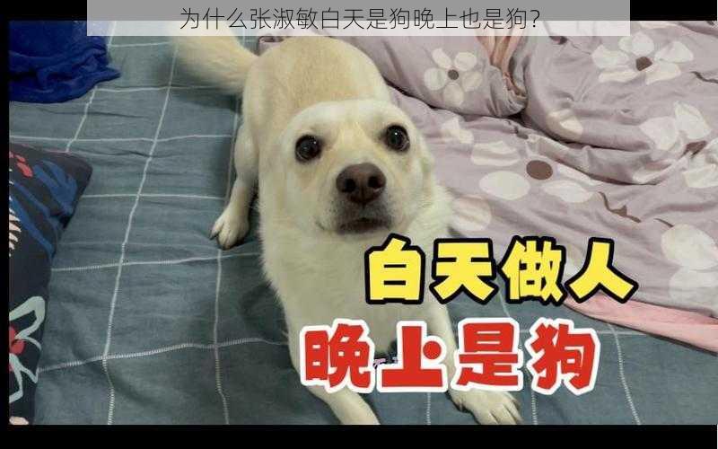 为什么张淑敏白天是狗晚上也是狗？