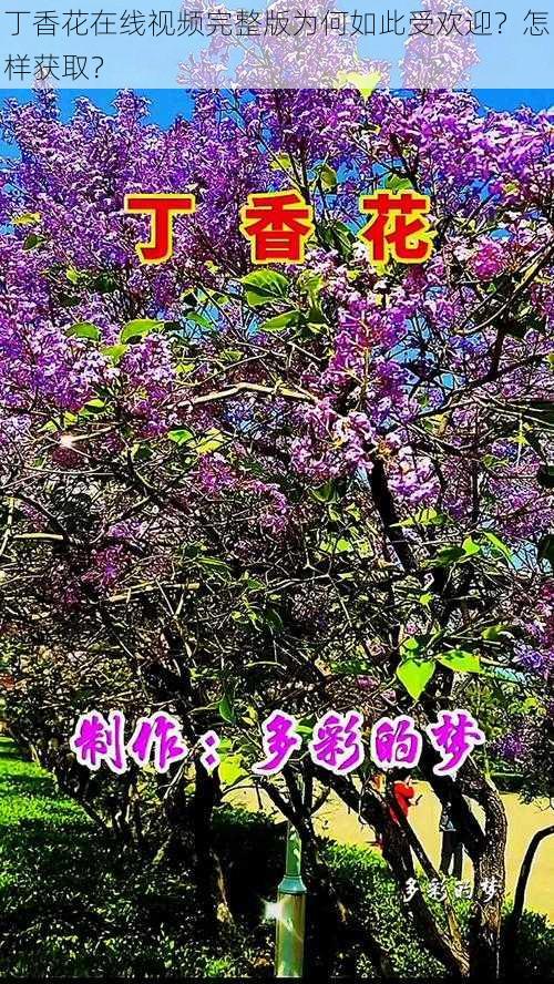 丁香花在线视频完整版为何如此受欢迎？怎样获取？