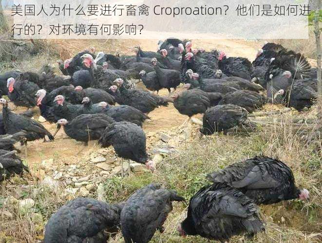 美国人为什么要进行畜禽 Croproation？他们是如何进行的？对环境有何影响？