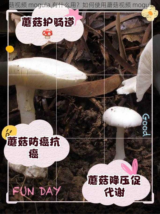 蘑菇视频 mogula 有什么用？如何使用蘑菇视频 mogula？