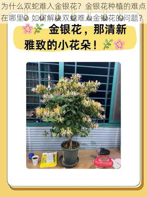 为什么双蛇难入金银花？金银花种植的难点在哪里？如何解决双蛇难入金银花的问题？