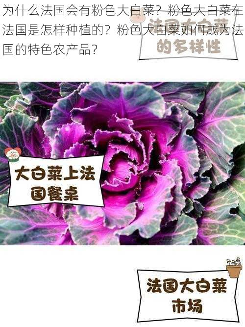 为什么法国会有粉色大白菜？粉色大白菜在法国是怎样种植的？粉色大白菜如何成为法国的特色农产品？