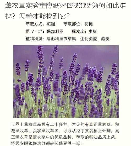 薰衣草实验室隐藏入口 2022 为何如此难找？怎样才能找到它？